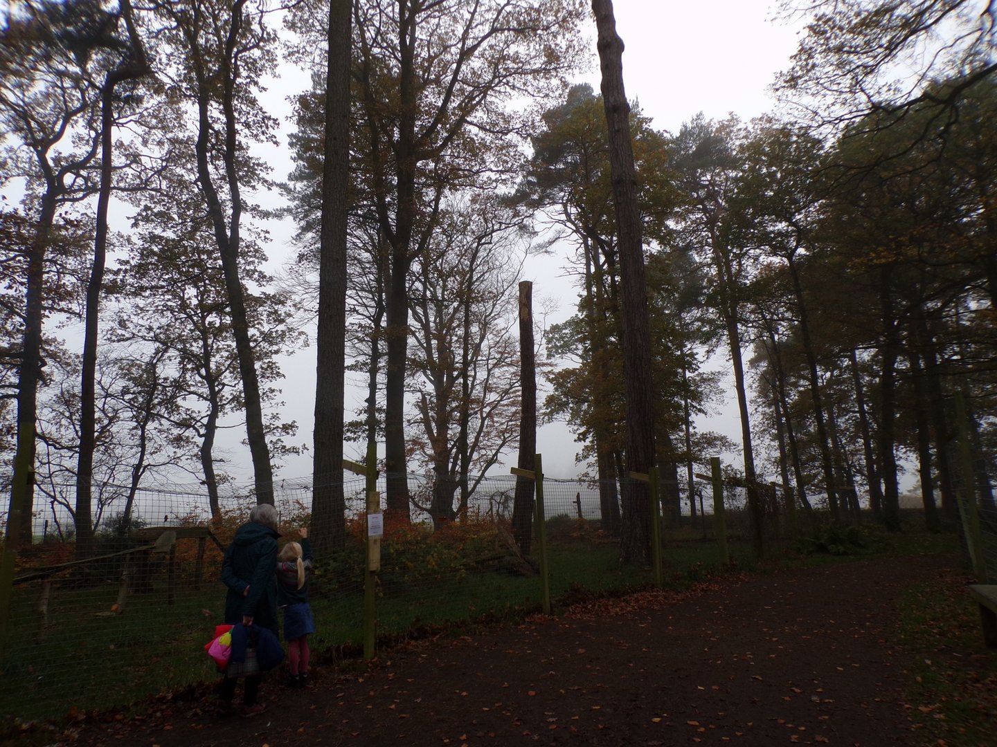 Former red fox enclosure