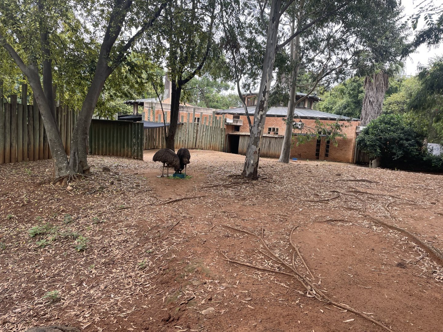 Former Red Kangaroo Exhibit, Now Emu (Macropus rufus, Dromaius novaehollandiae)