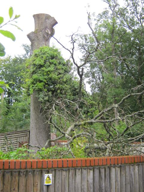 Former Red Panda exhibit behind Snow Leopards 2012