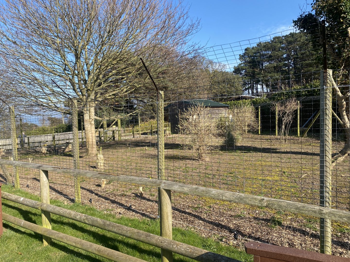 Former rhea enclosure 190325