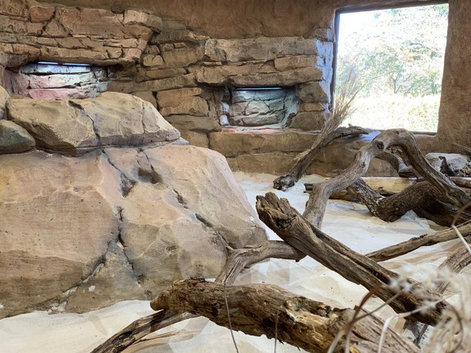 Former Savannah monitor enclosure, now refurbished.