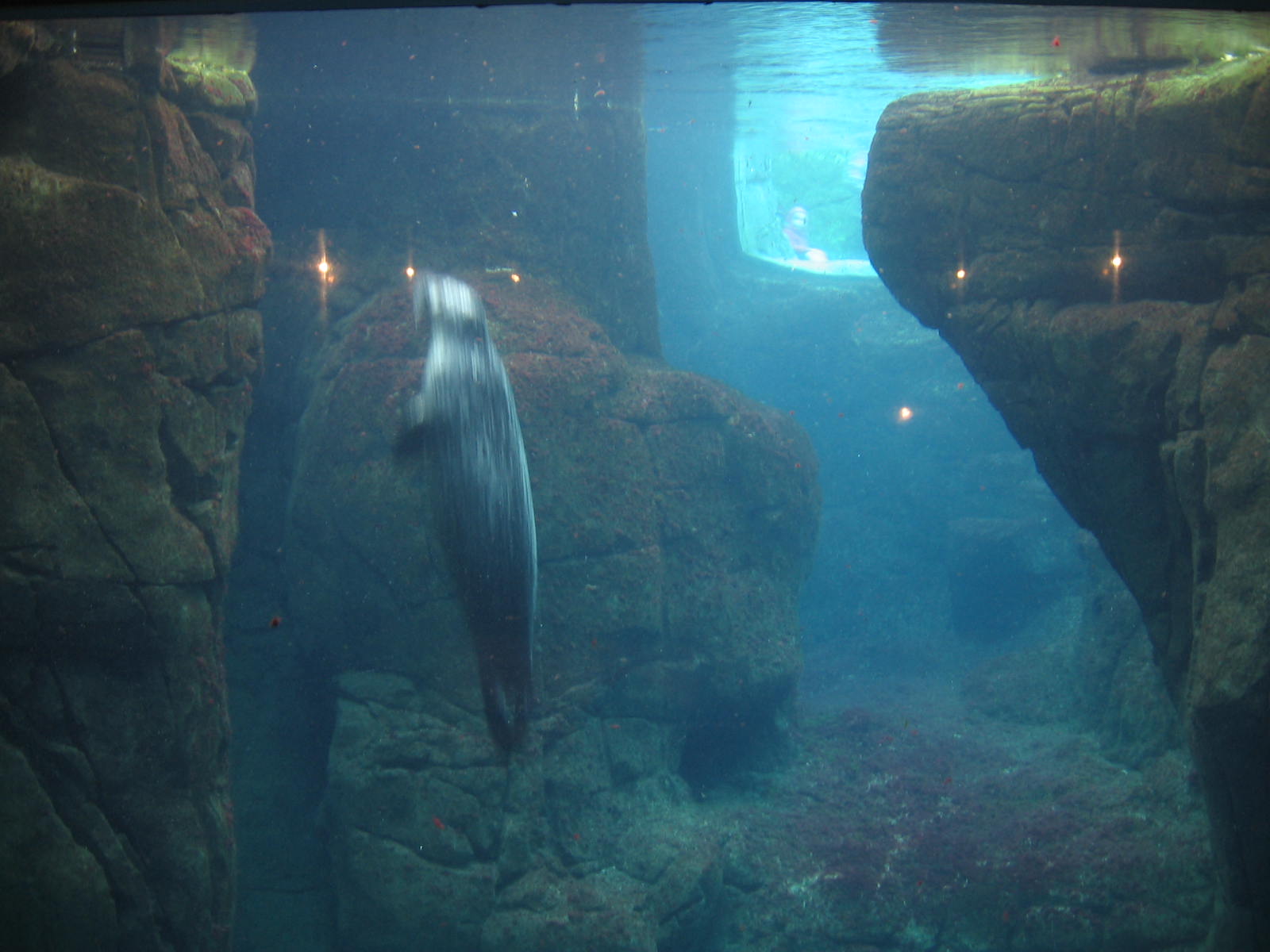 former sea otter pool