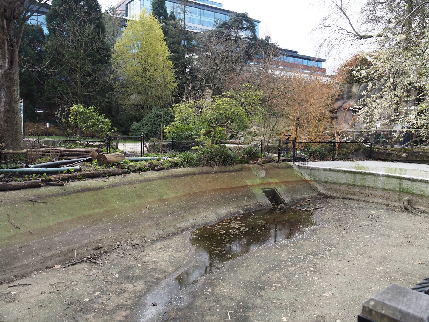 Former seal pool, intended to be used for pelicans again, undergoing renovation, 2024-03-09