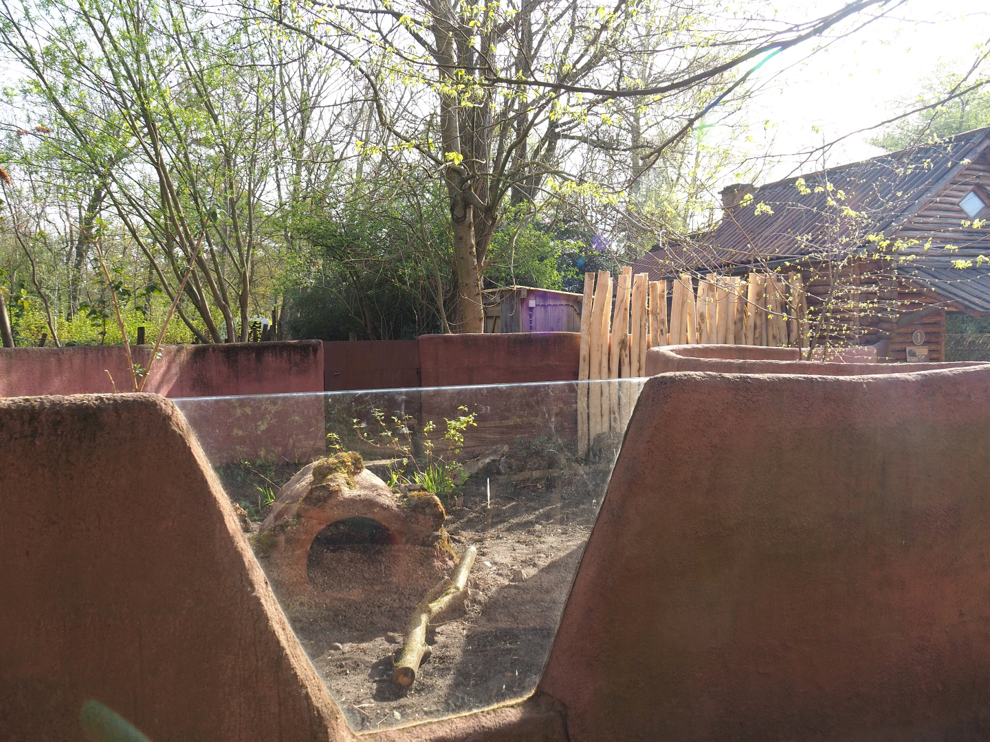 Former second wombat/pademelon exhibit - Now new outdoor Short-beaked echidna exhibit, 2022-04-12