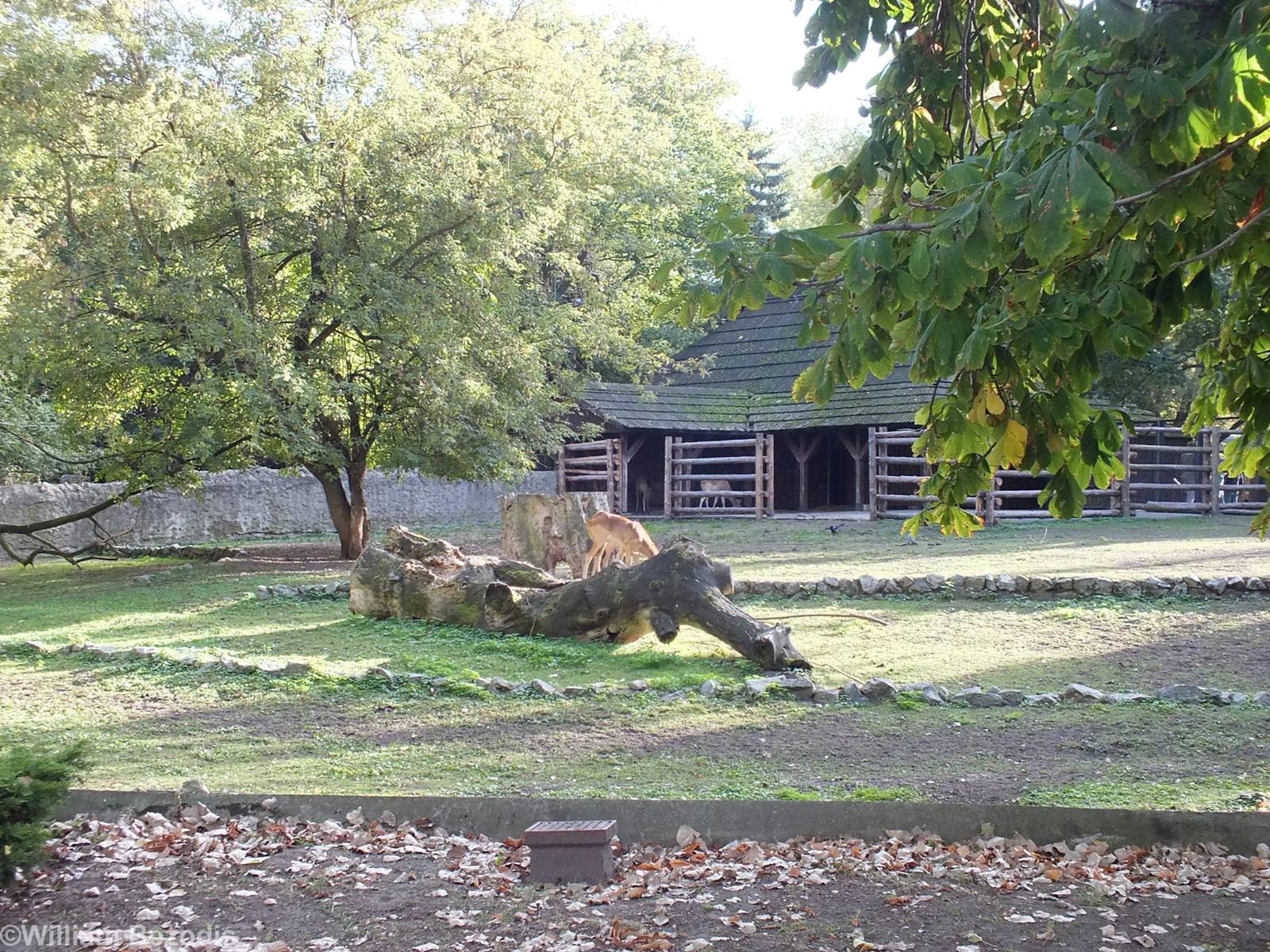 Former Sitatunga Enclosure that now holds Nile Lechwe