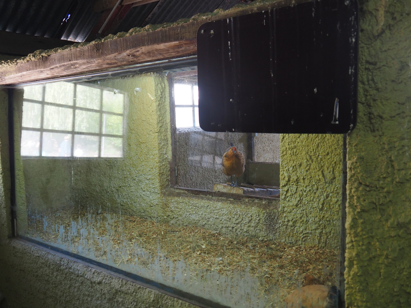 Former small mammal exhibit - Now chicken nesting area, 2019-08-11
