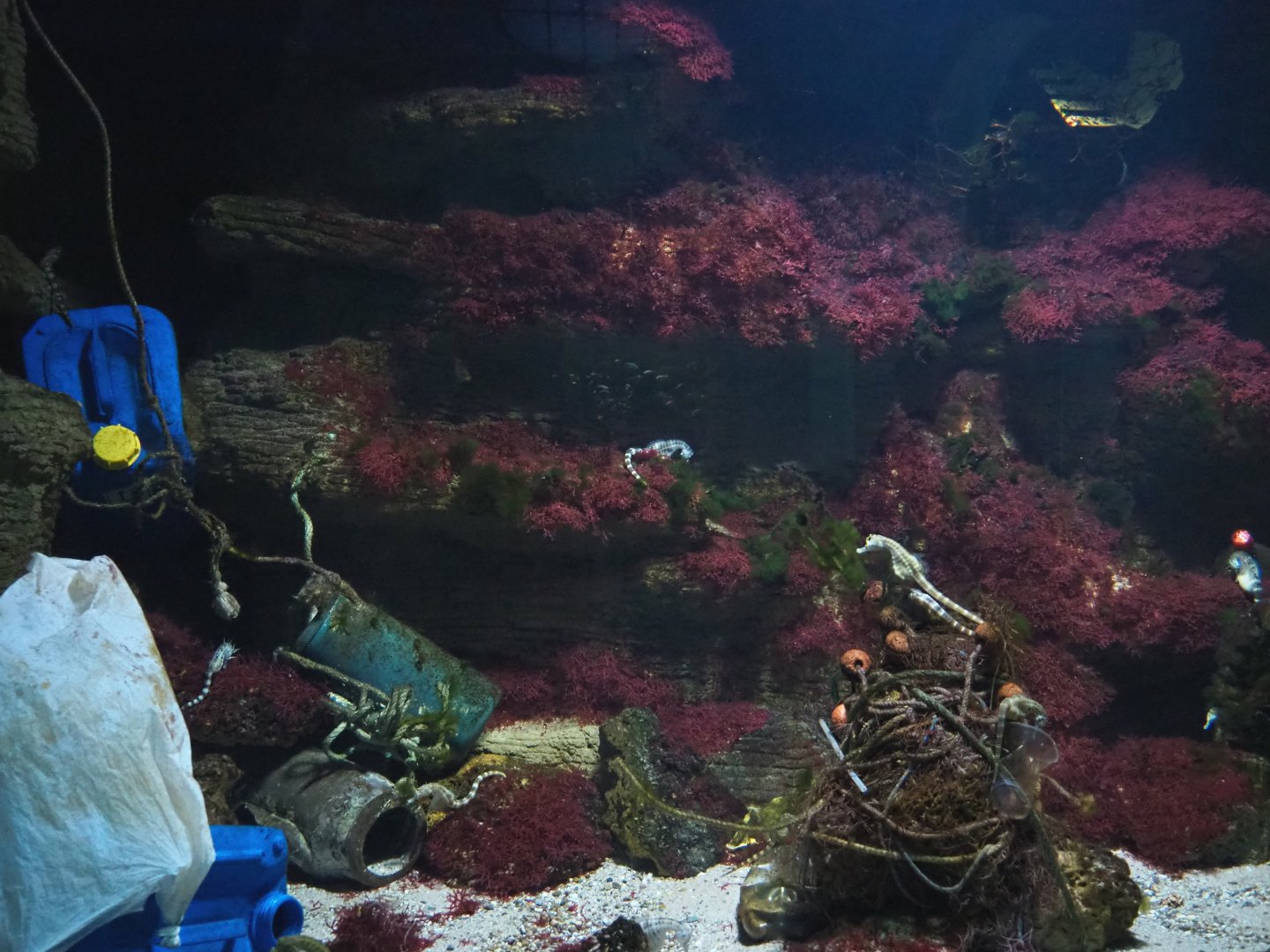 Former Spiny lobster tank, now Pot-bellied seahorse tank with plastic and garbage display, 2022-03-16