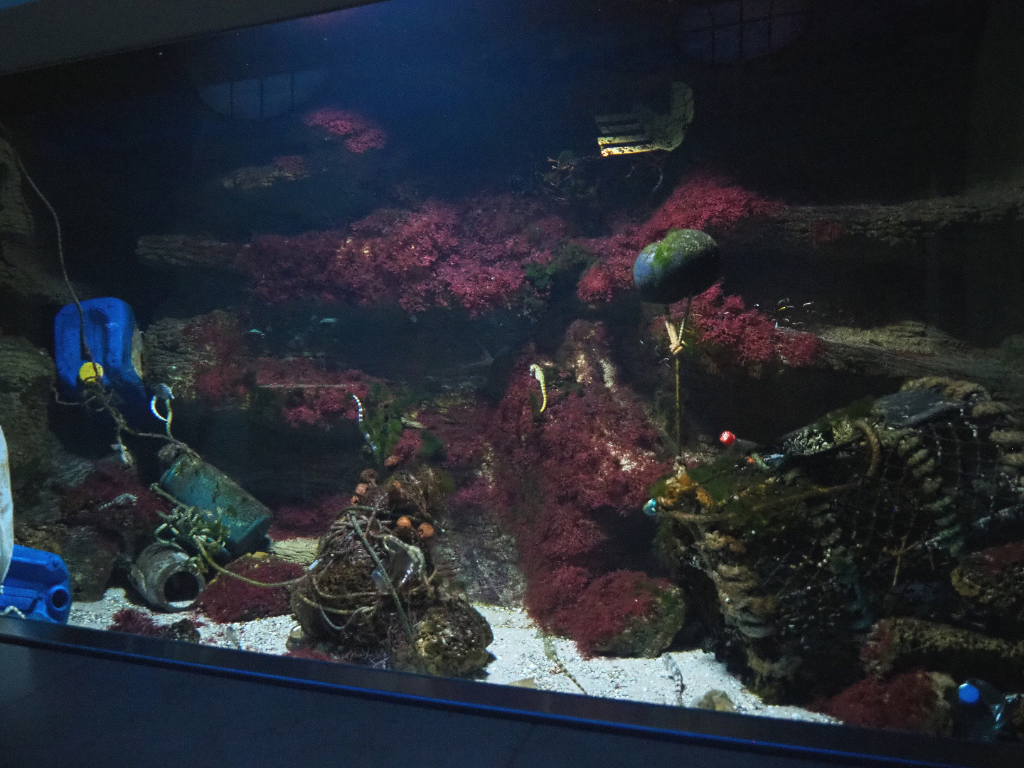 Former Spiny lobster tank, now Pot-bellied seahorse tank with plastic and garbage display, 2022-03-16