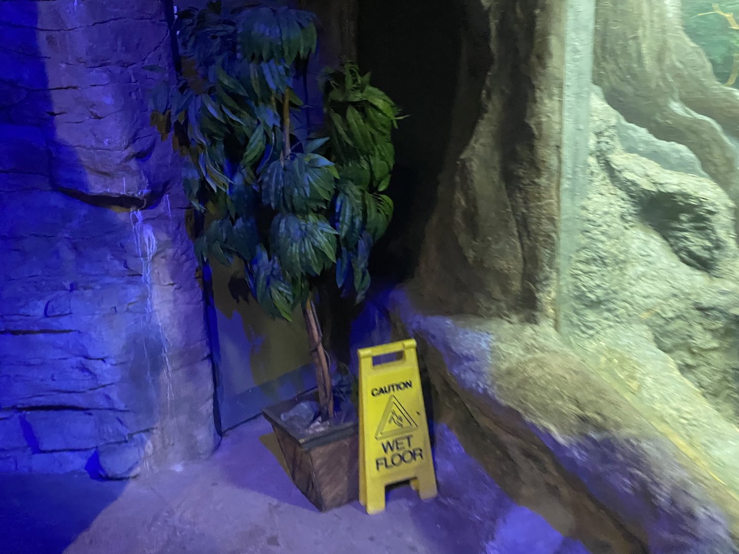 Former Spot of White’s Treefrog Terrarium