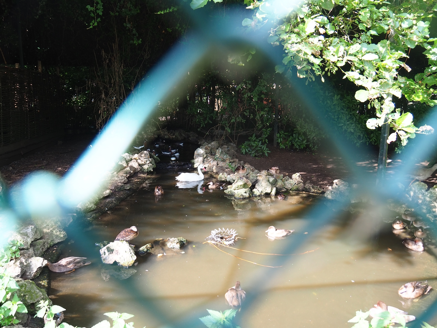 Former Steller's sea eagle aviary - Now mixed waterfowl aviary, 2022-08-28