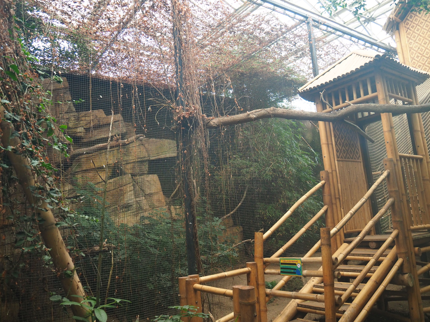 Former Sunda wrinkled hornbill aviary, 2020-01-11