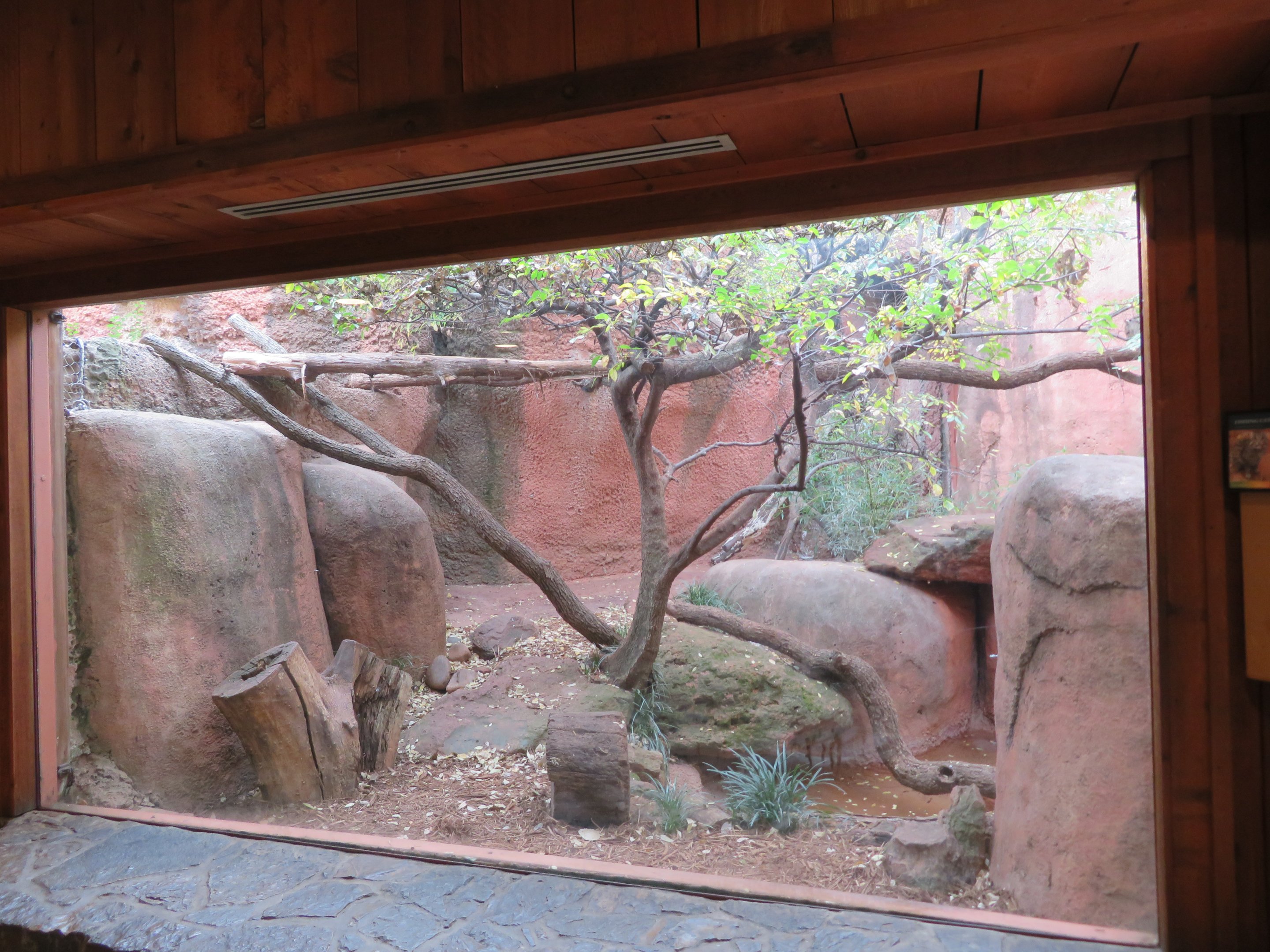 Former Tayra Exhibit
