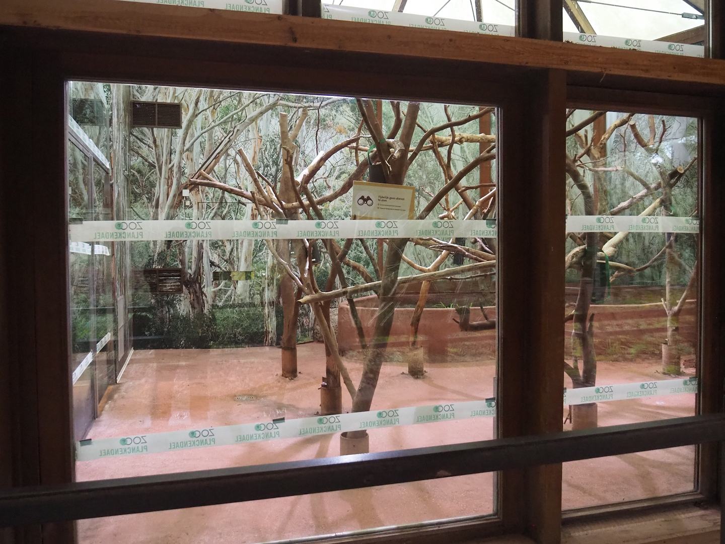 Former temporary tree kangaroo exhibit, again changed to koala exhibit, 2024-01-01