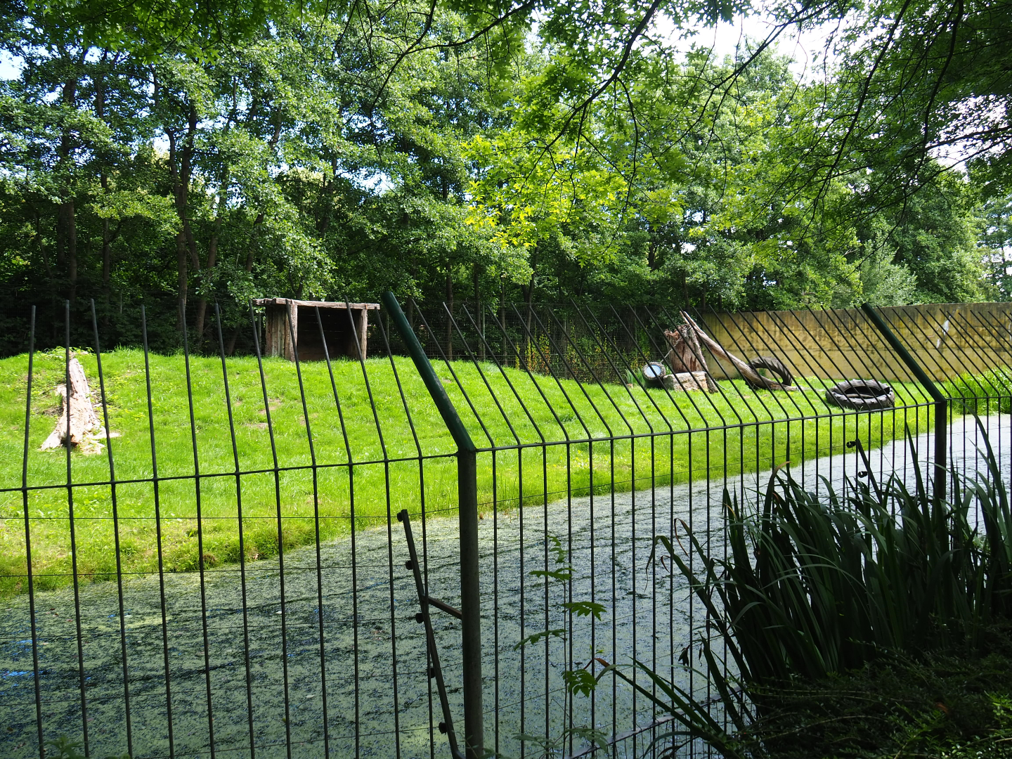 Former tiger exhibit - Now housing a mountain lion, 2020-06-20
