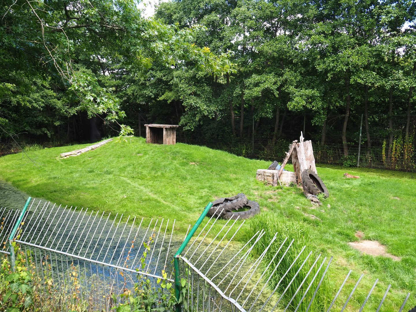 Former tiger exhibit - Now housing a mountain lion, 2020-06-20