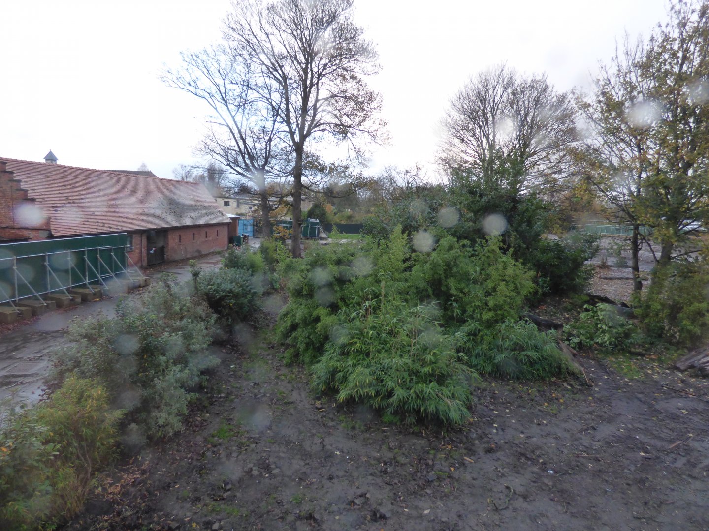 Former Tiger/Sun bear enclosure demolition (being turned into Lemur walk-through)