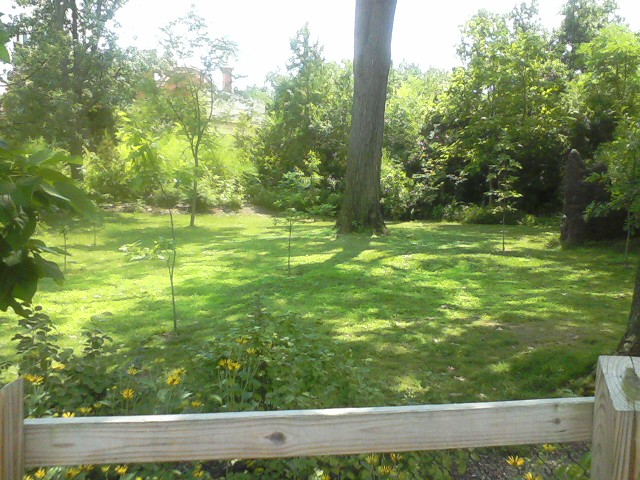 Former Vanishing Giants Okapi yard