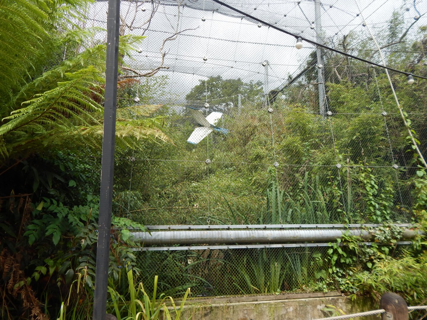 Former walkthrough aviary 190622