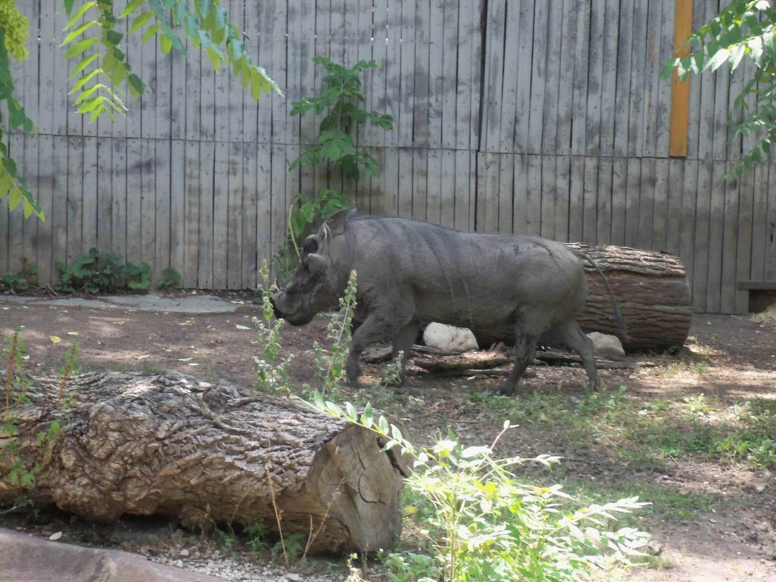 Former Warthog Exhibit