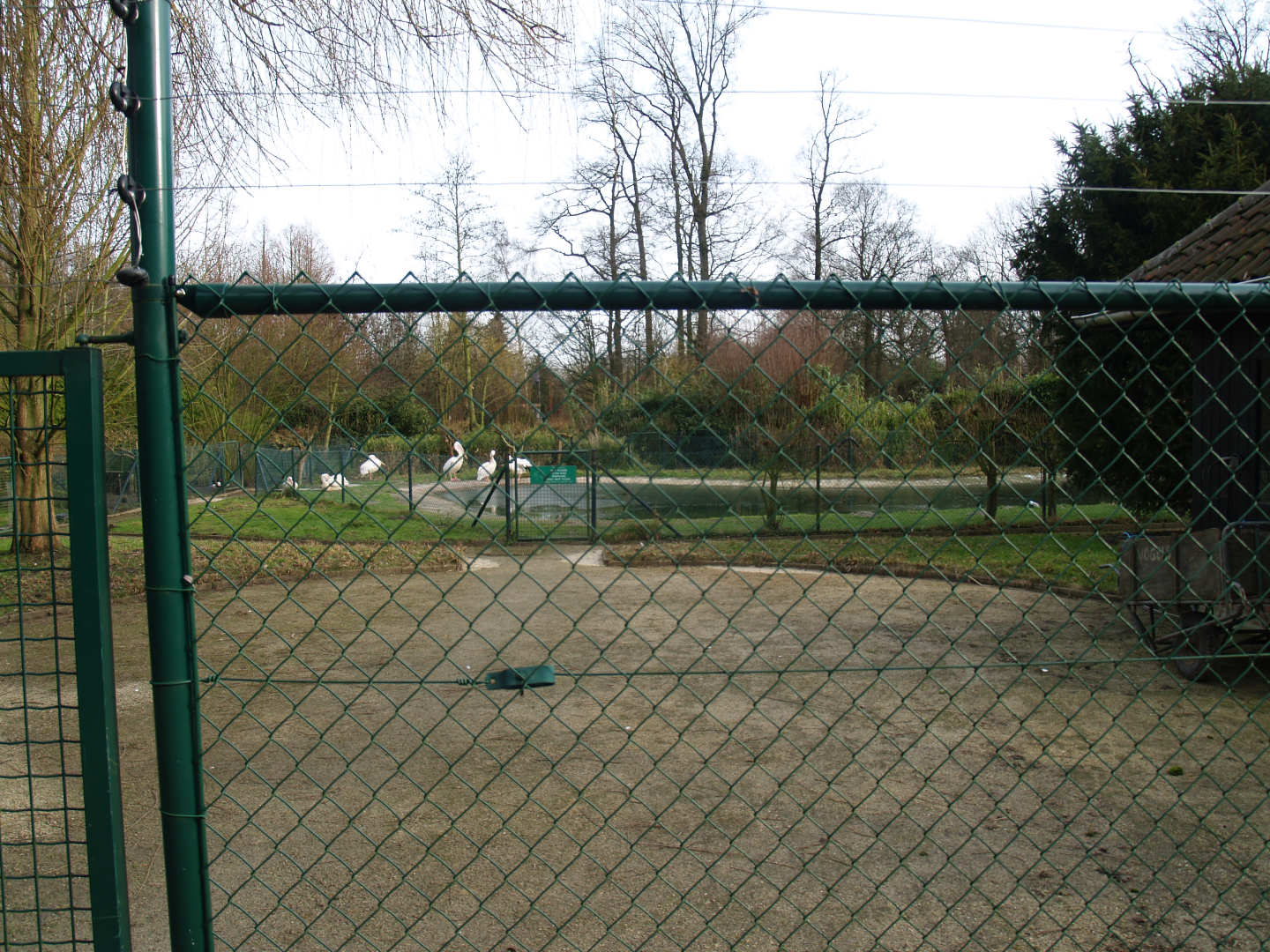 Former waterfowl breeding area -Central Great white pelican exhibit, 2008-05-02