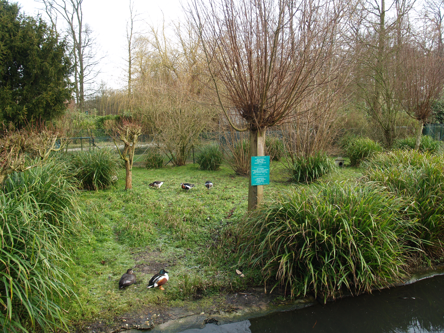 Former waterfowl breeding area where the South American aviary is now located, 2008-02-03