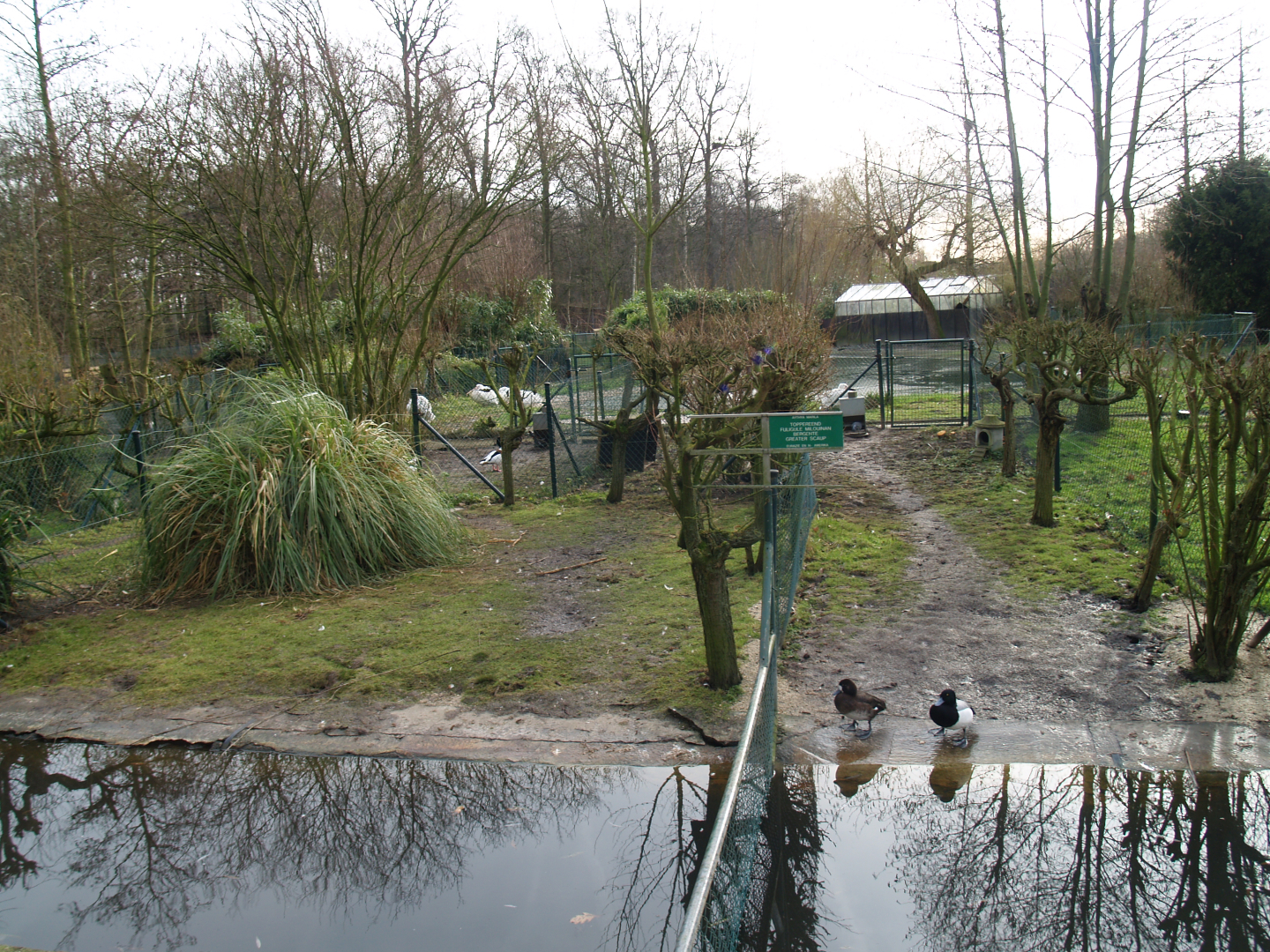 Former waterfowl breeding area where the South American aviary is now located, 2008-02-03