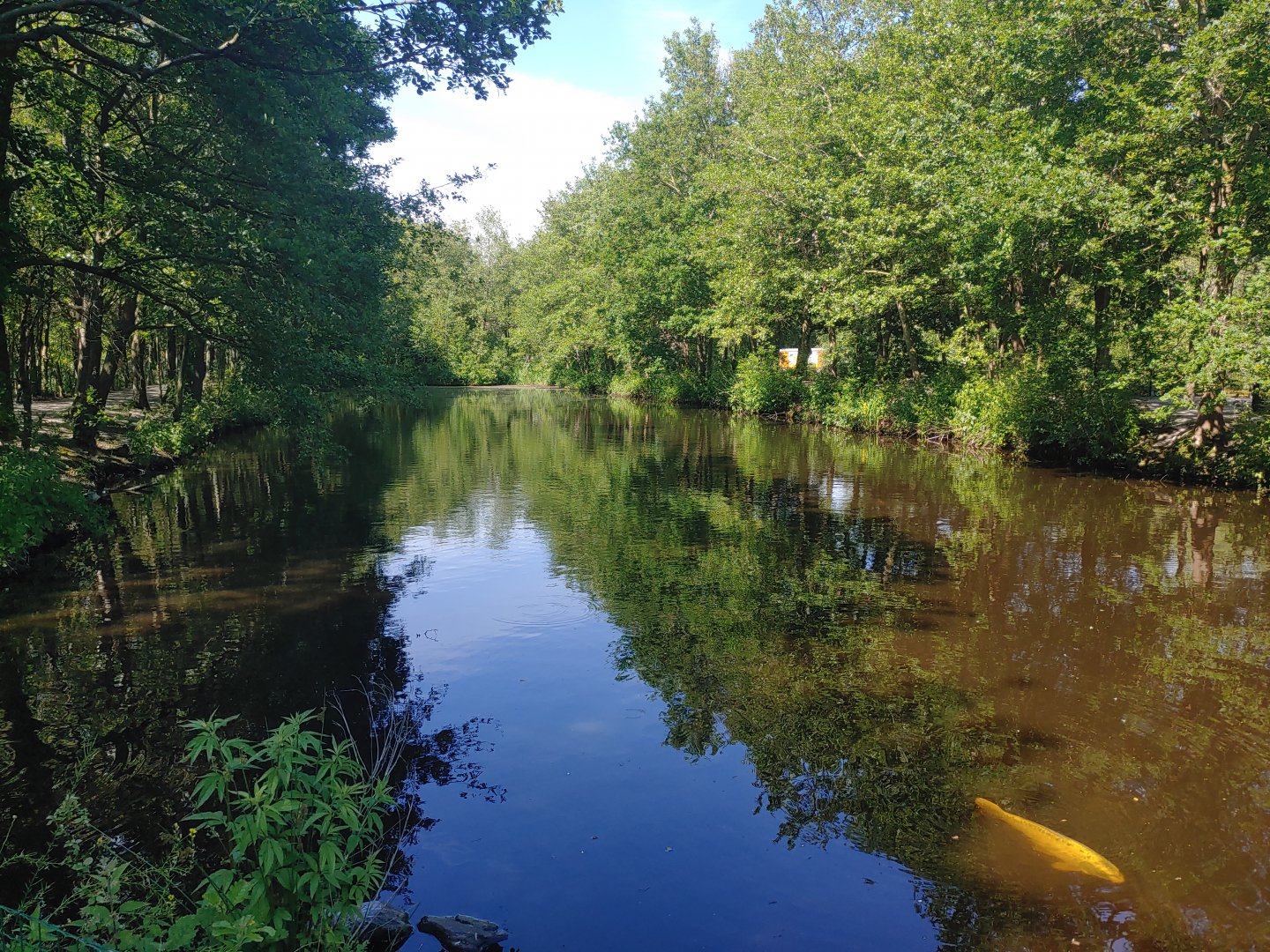 Former waterfowl pond