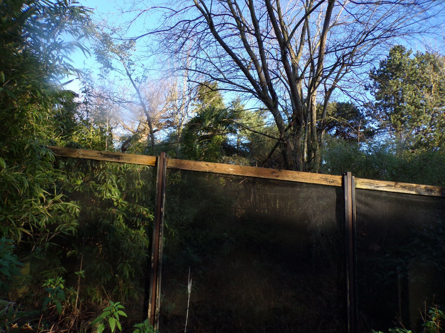 Former white-faced saki walkthrough 1.1.24