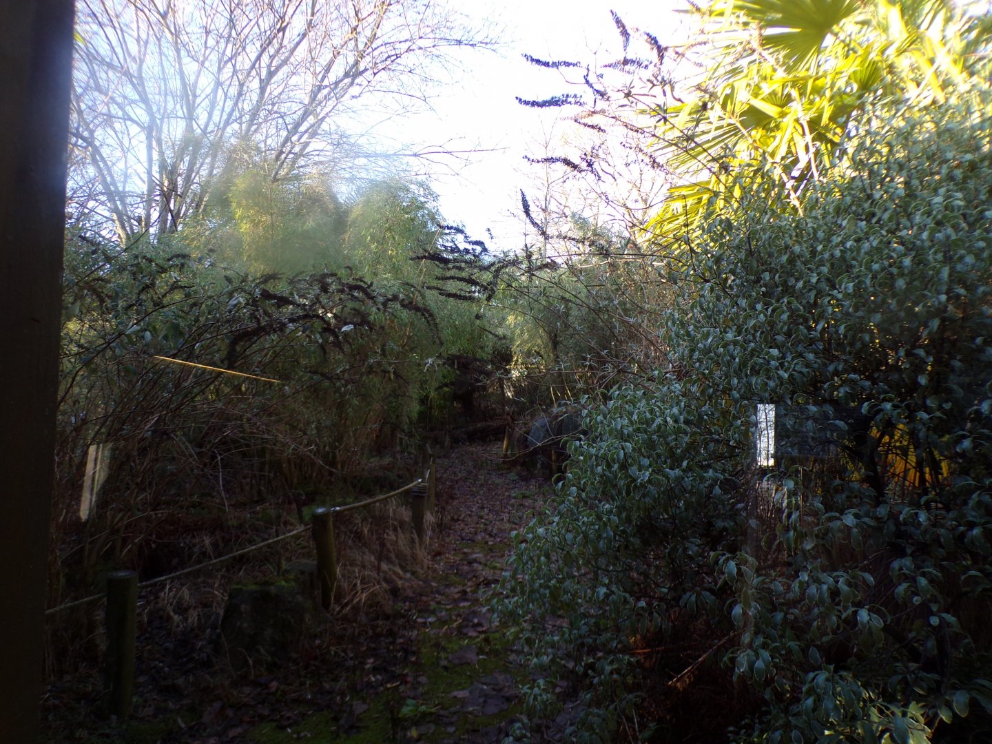 Former white-faced saki walkthrough enclosure 1.1.24