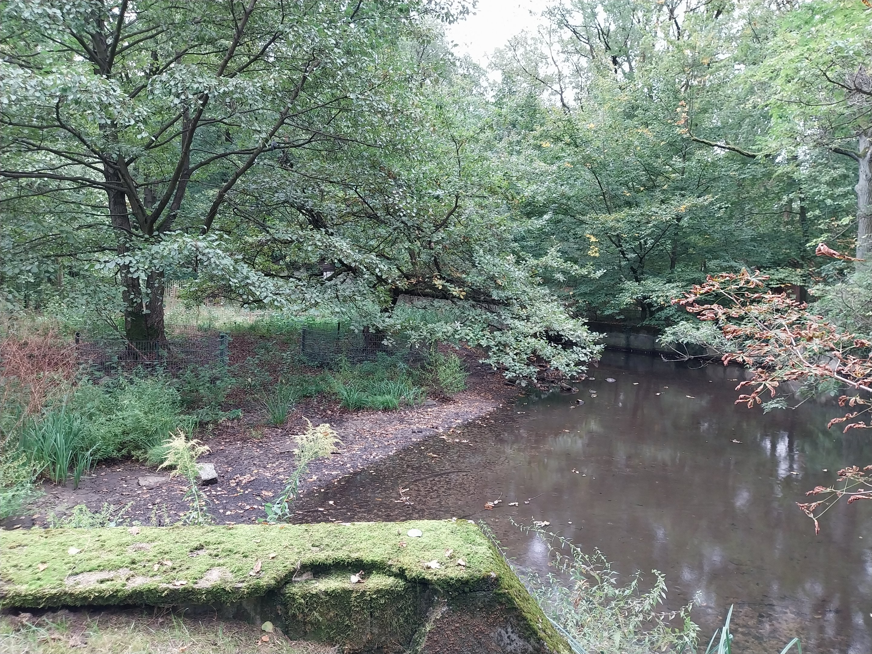 Former Wild Boar enclosure