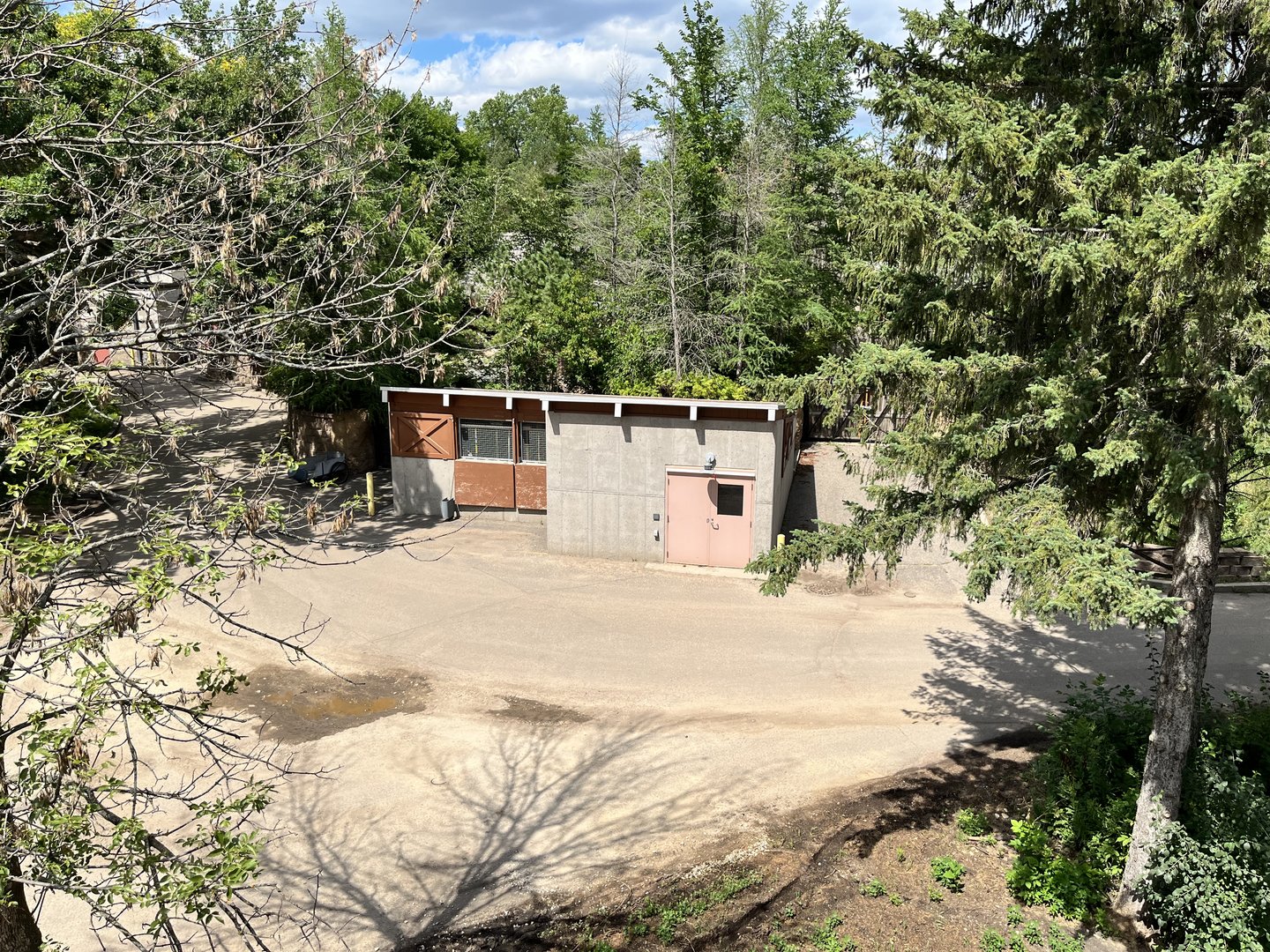 Former Wild Boar Holding From the Treetop Trail