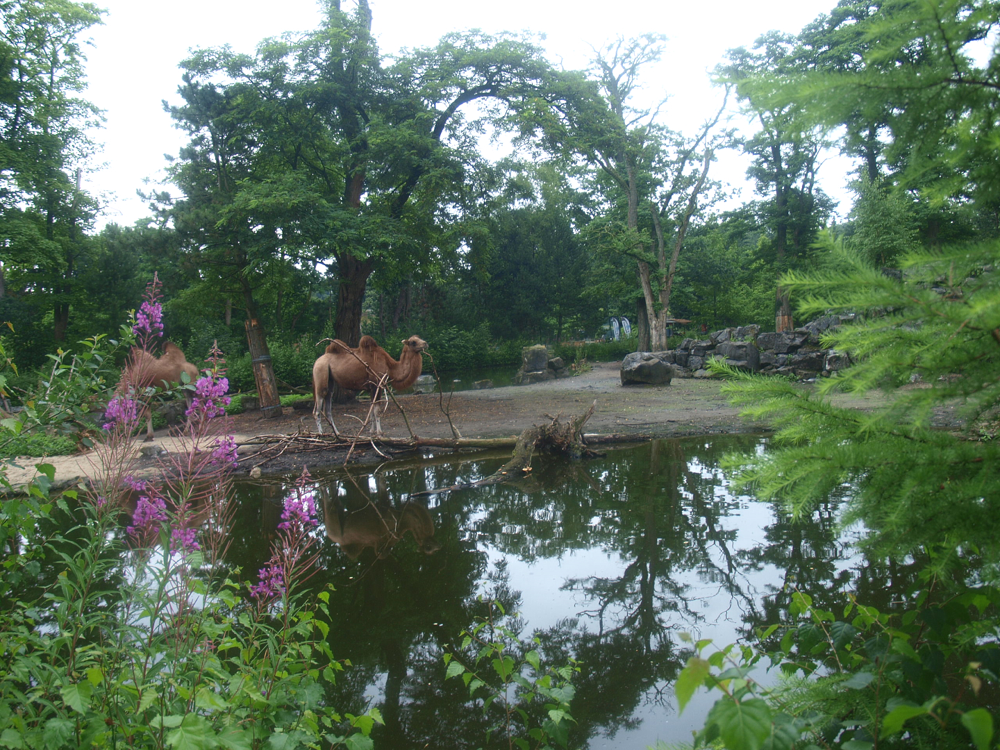 Former Wild West exhibit, home to Bactrian camels for Wildlands at the time, 2015-07-19