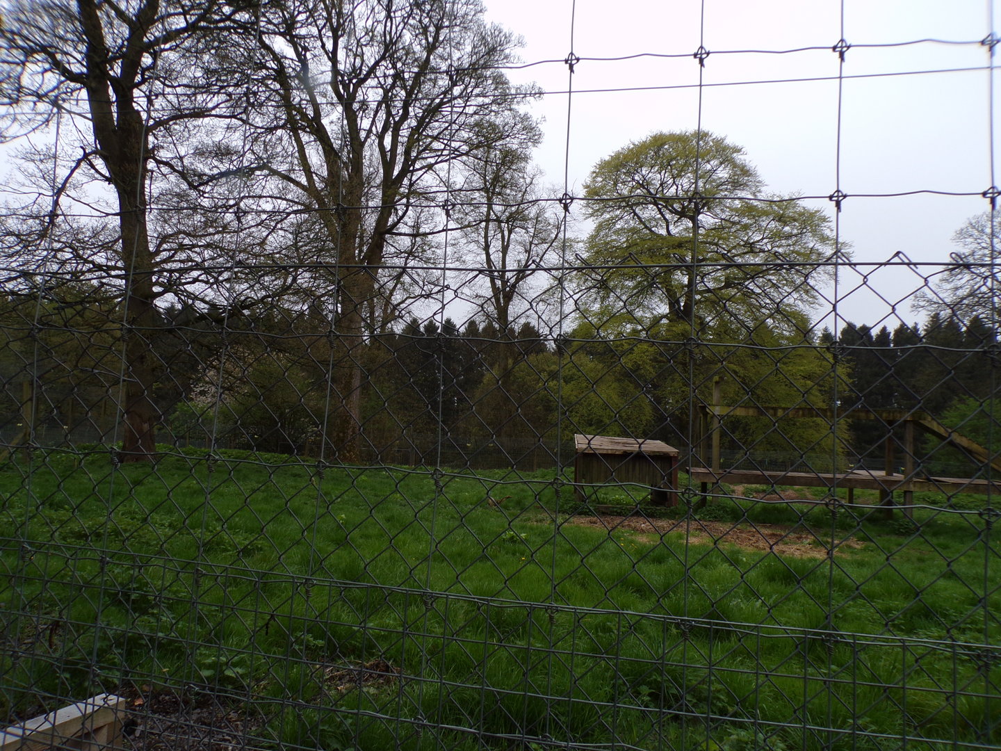 Former wolf enclosure 7.5.23