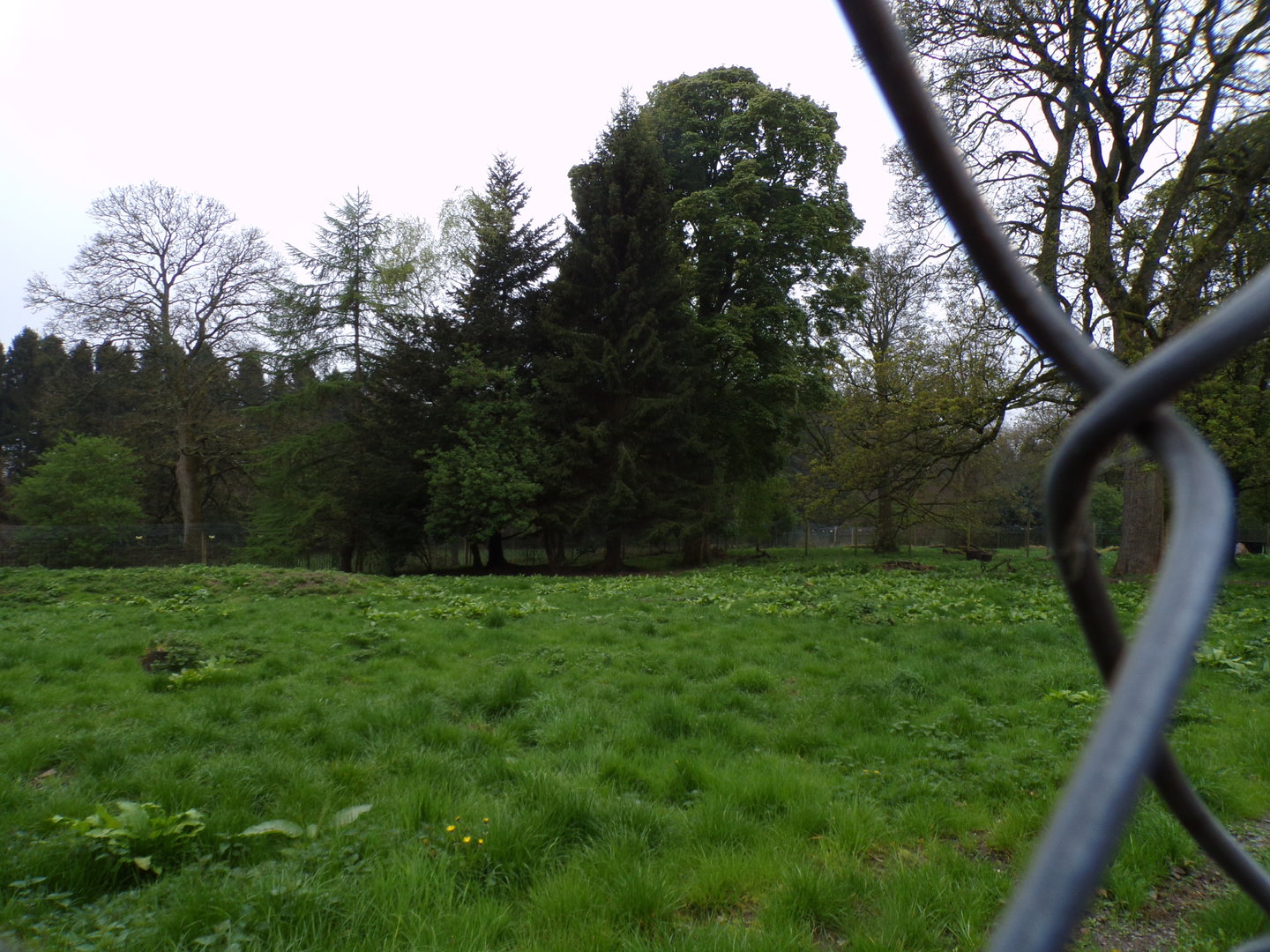 Former wolf enclosure 7.5.23