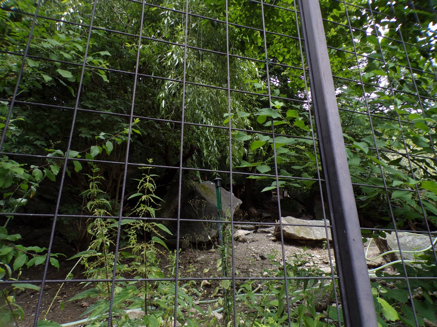 Former wolf enclosure 9.7.25