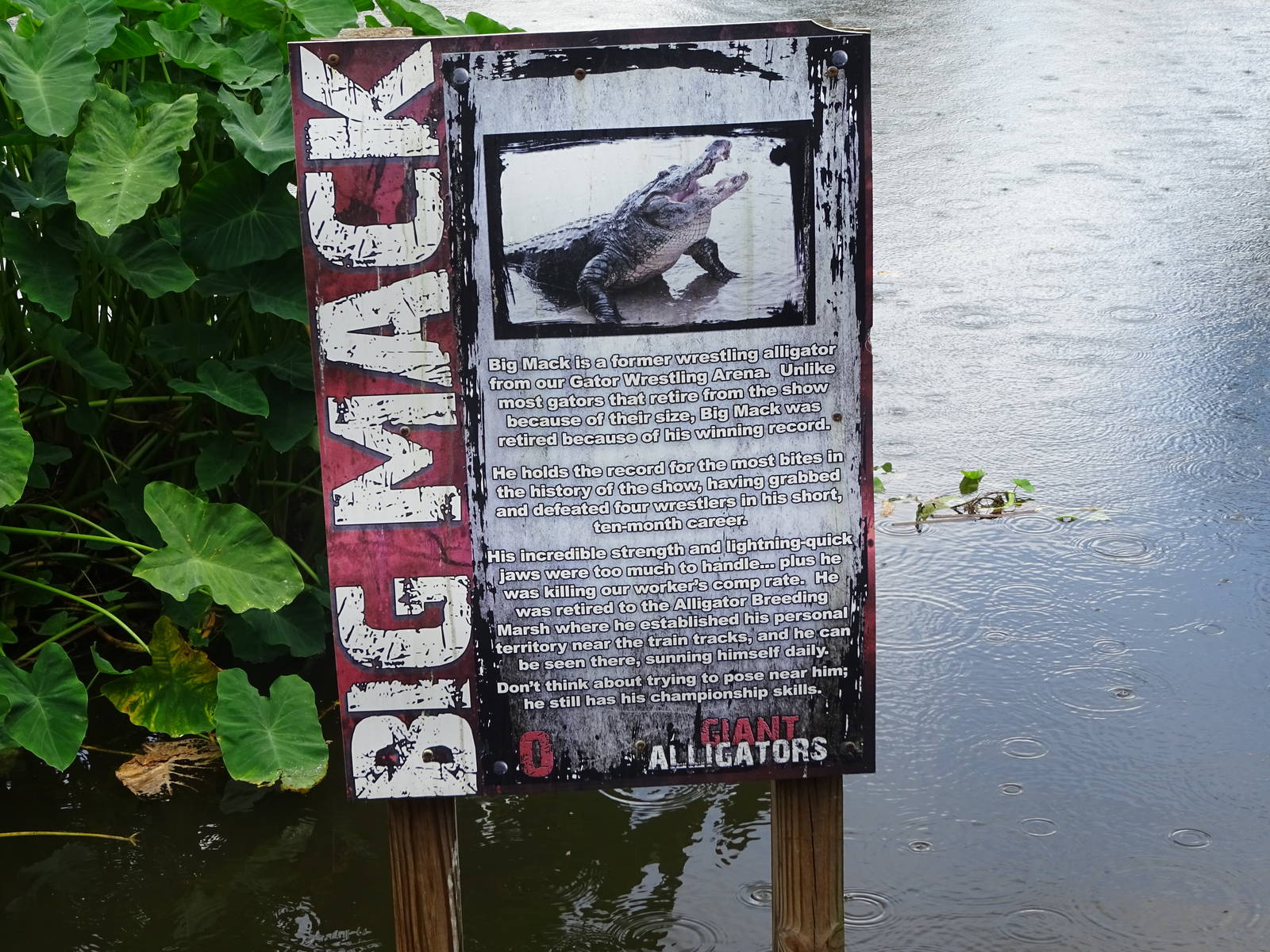 Former Wrestling Alligator Sign on the Breeding Marsh at Gatorland