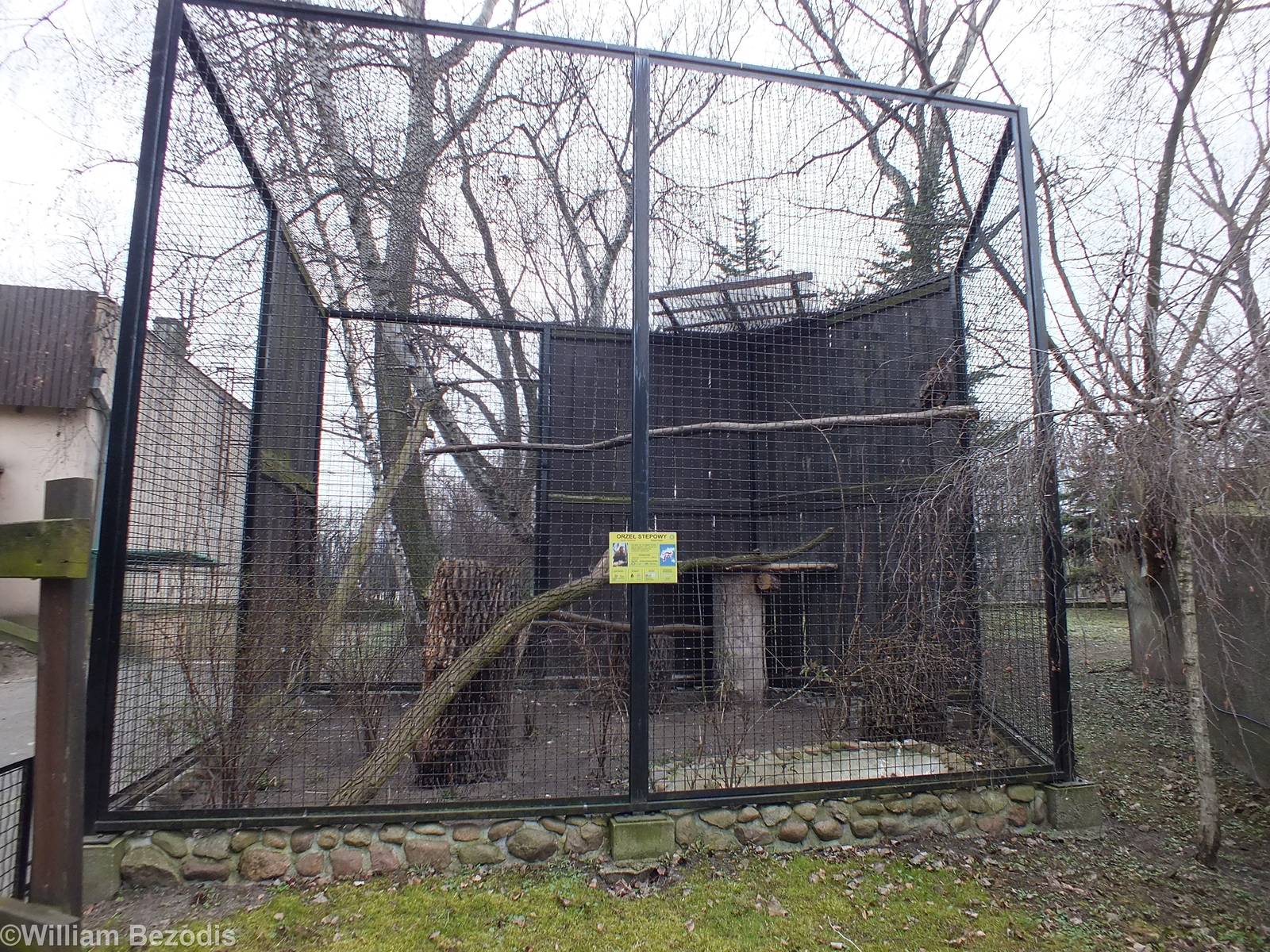 Formerly empty enclosure now with a Steppe Eagle