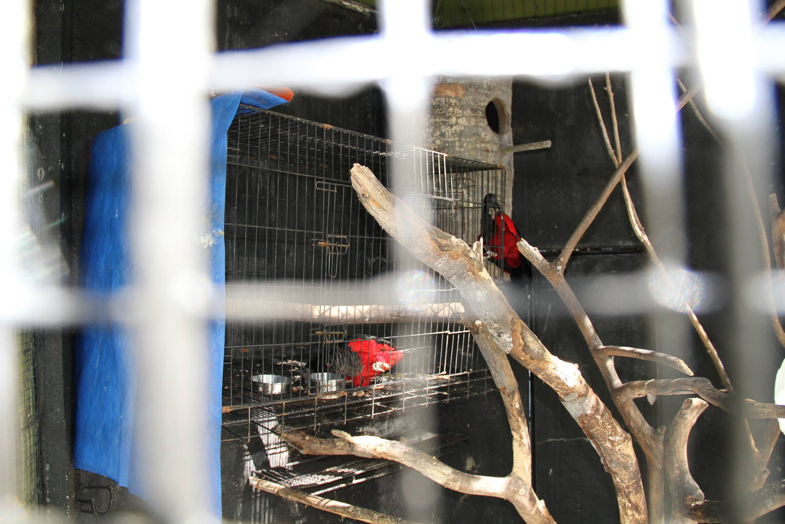 Forming a new Pesquet's Parrot's (Psittrichas fulgidus) breeding couple