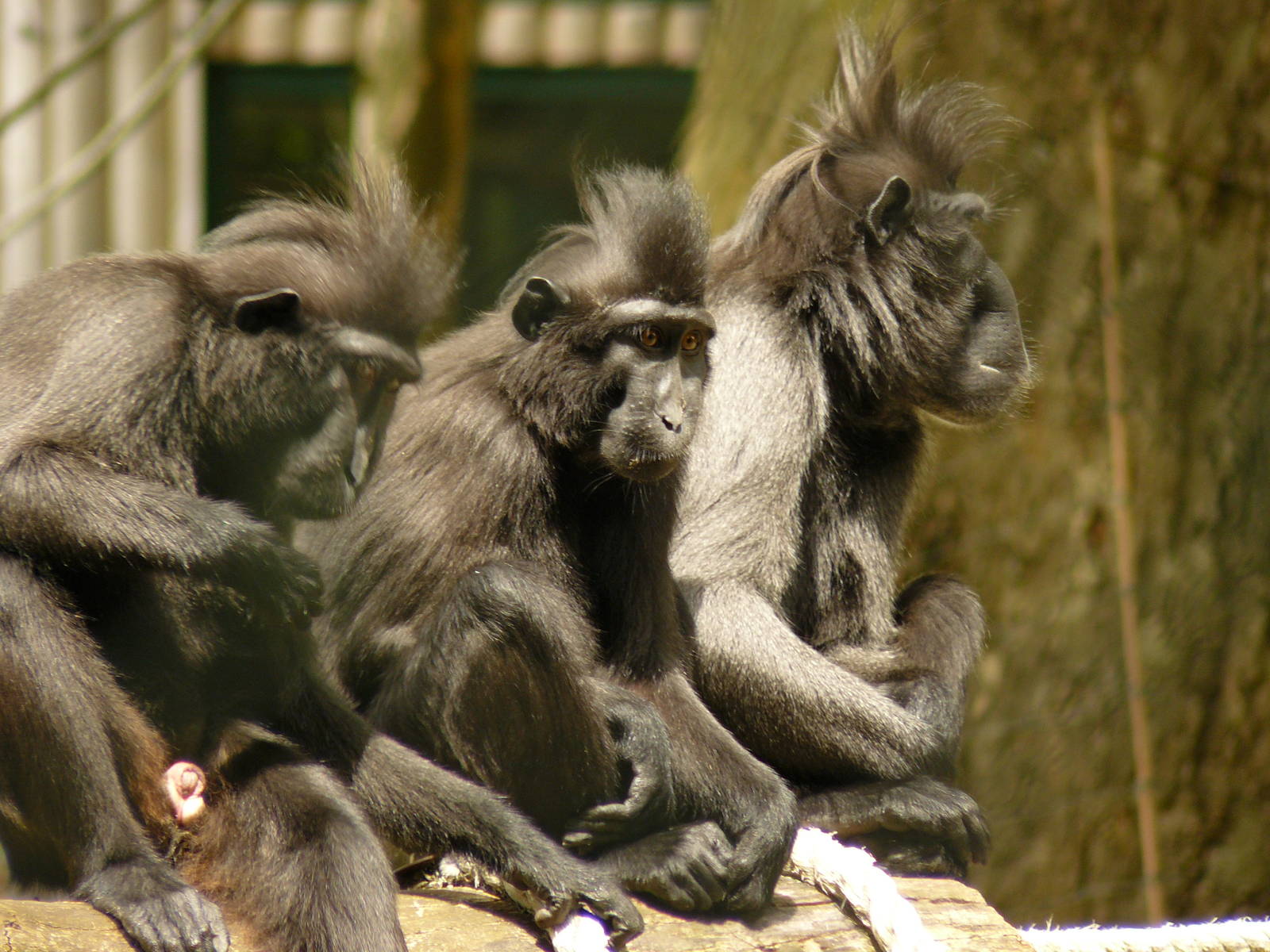 FORMING AN ORDERLY QUEUE FOR THE HAIRDRESERS