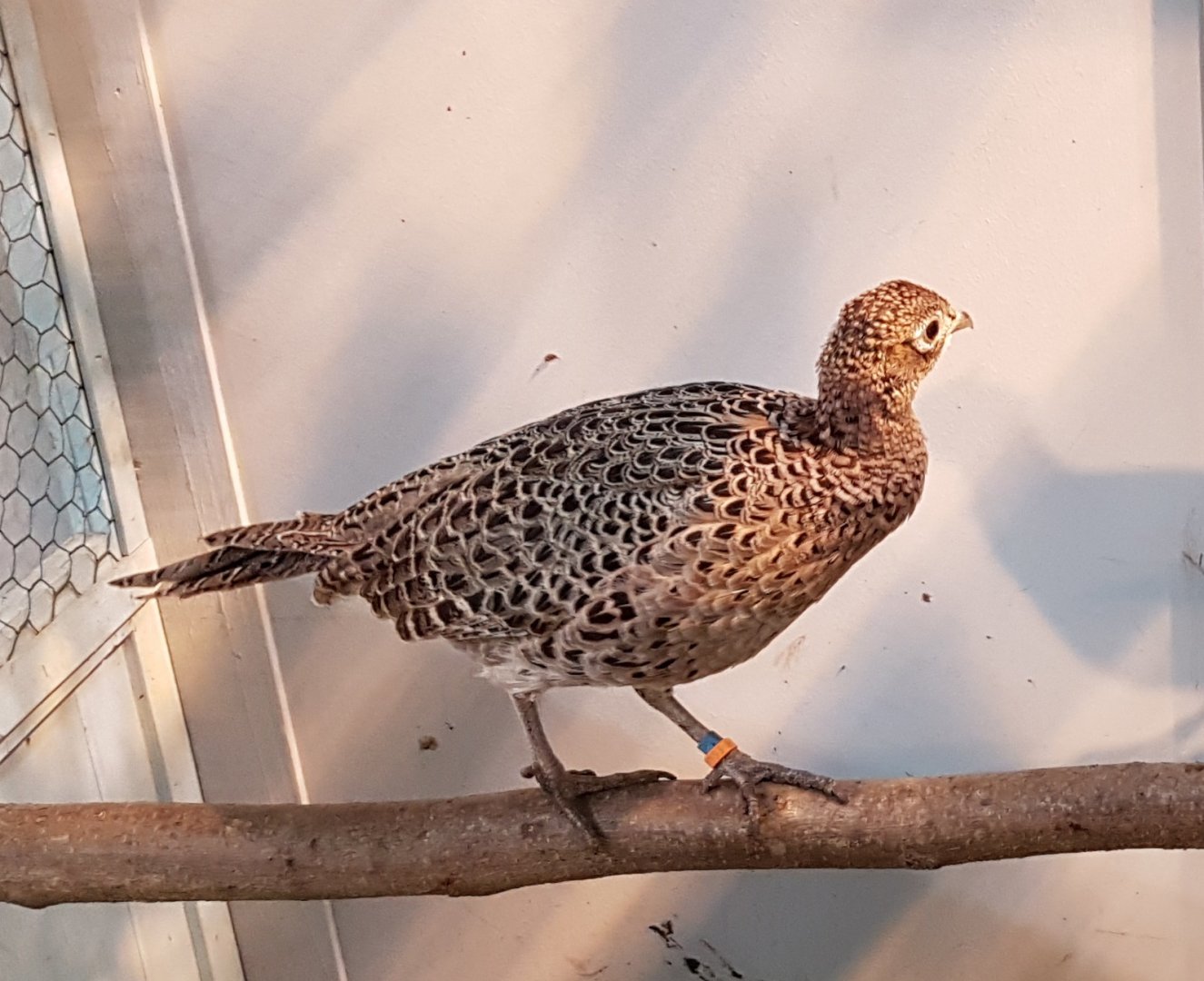 Formosa pheasant Female - Phasianus cochicus formosanus