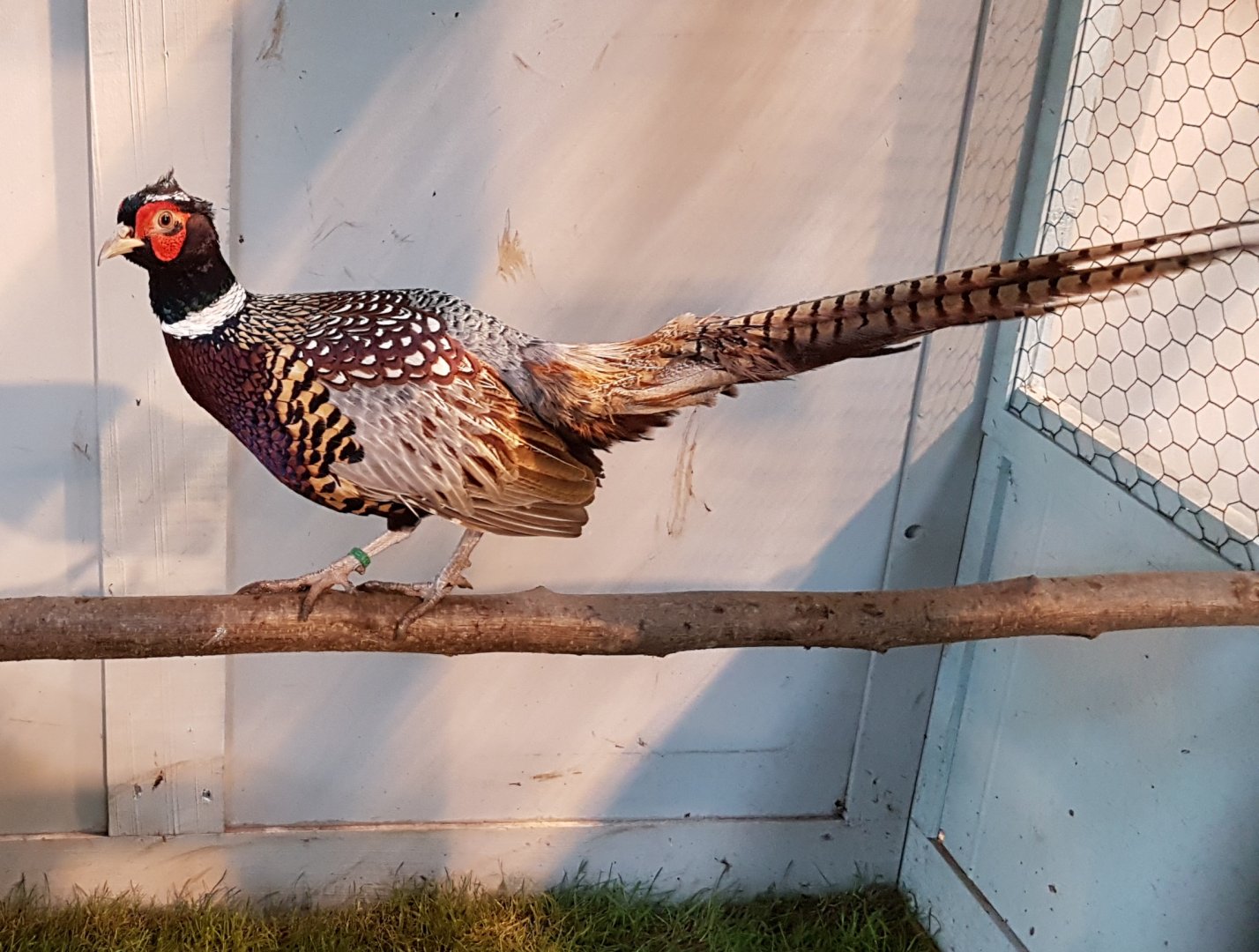 Formosa pheasant Male - Phasianus colchicus formosanus