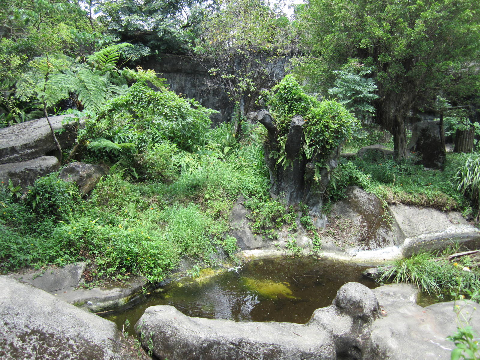 Formosan black bear exhibit