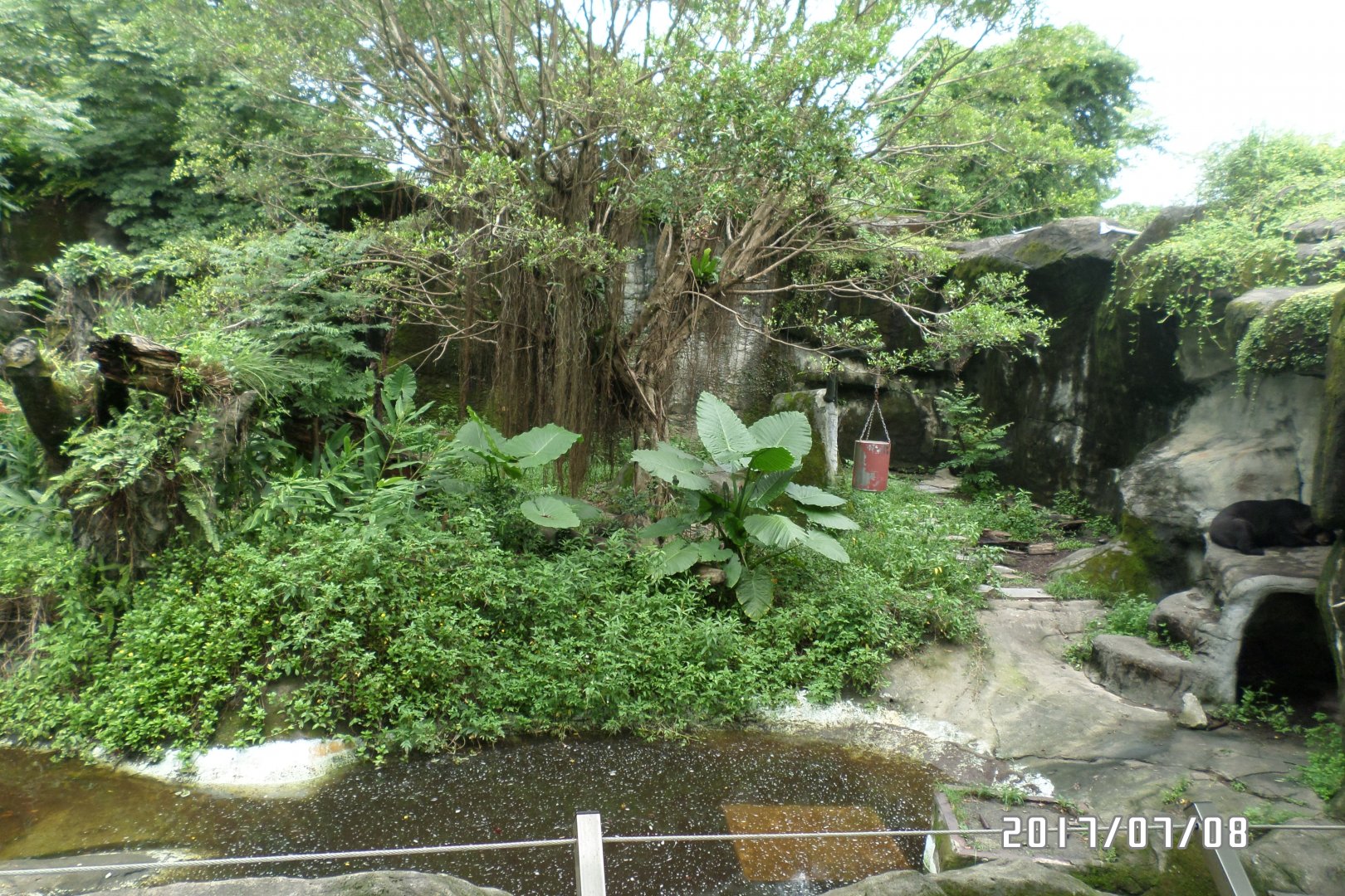 Formosan black bear exhibit