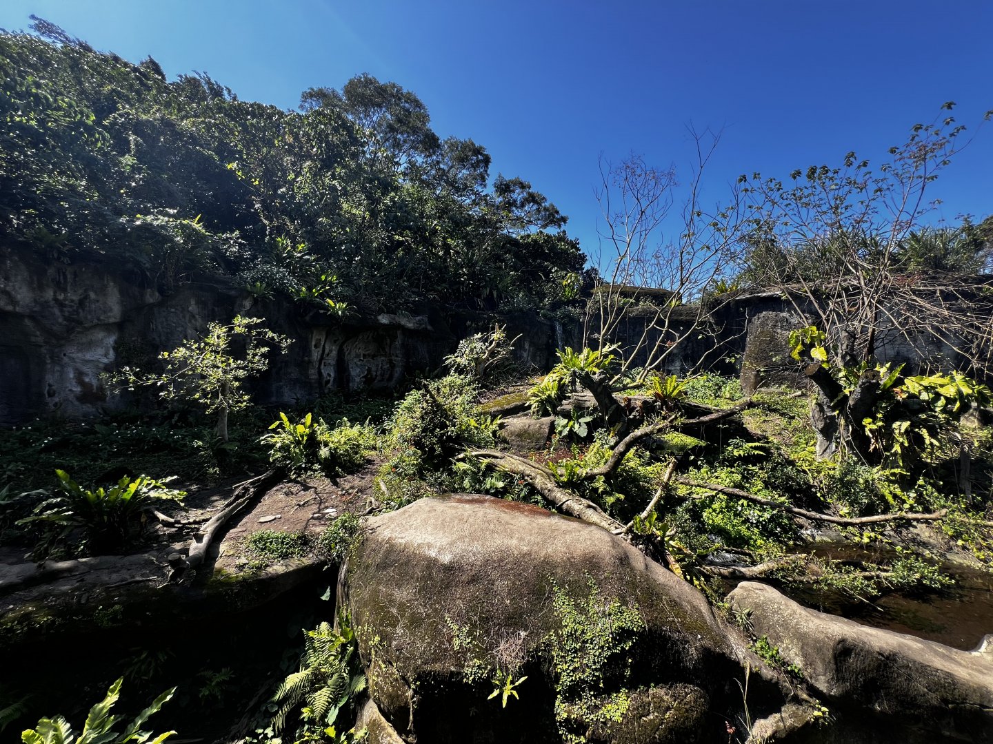 Formosan Black Bear Exhibit