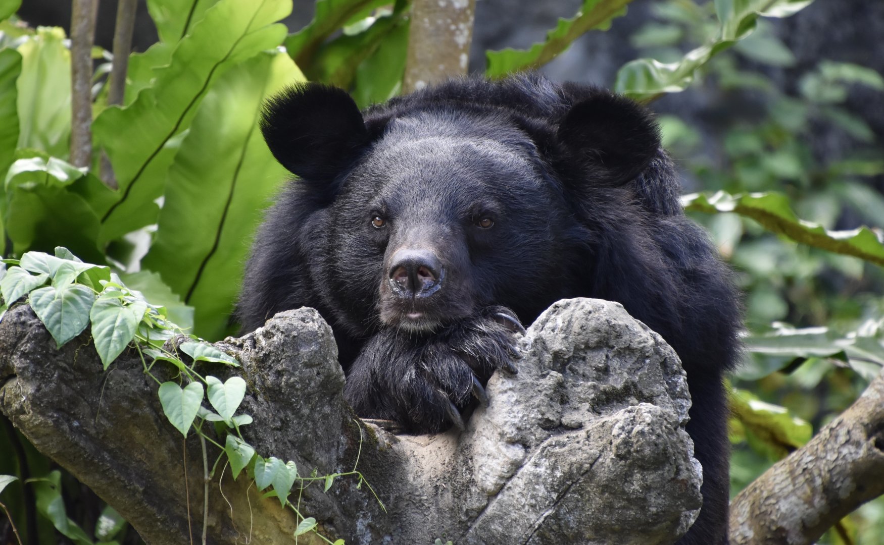 Formosan Black Bear (Ursus thibetanus formosanus) posing and people-watching
