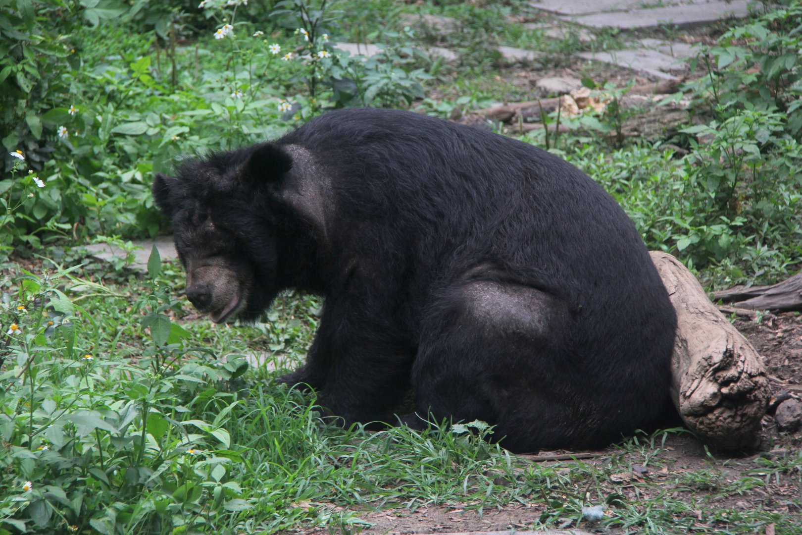 Formosan black bear (Ursus thibetanus formosanus)