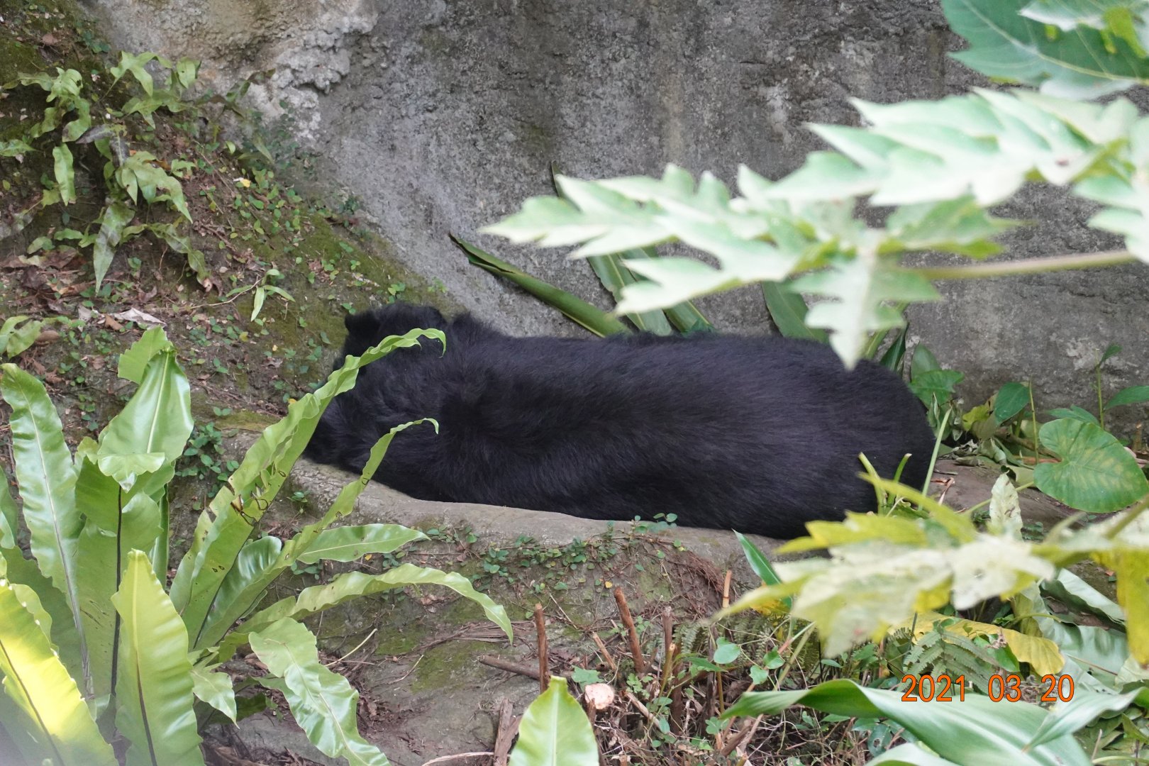 Formosan Black Bear (Ursus thibetanus formosanus)