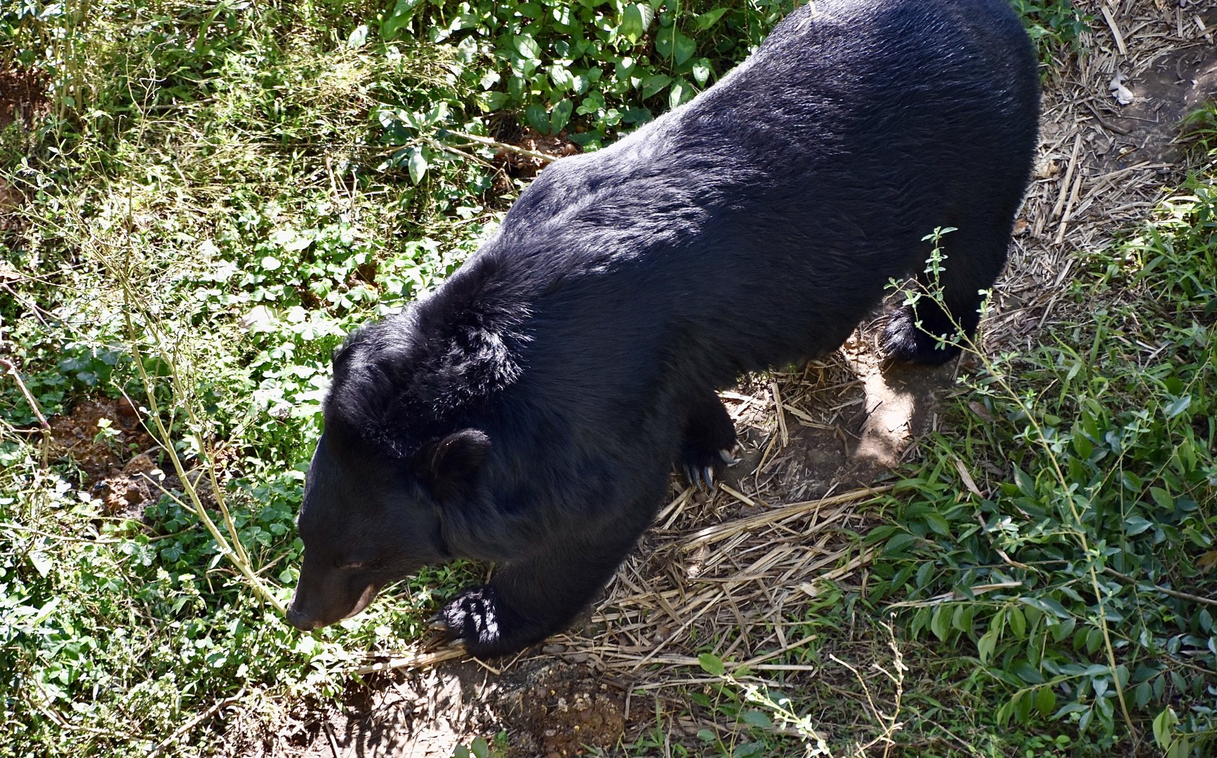 Formosan Black Bear (Ursus thibetanus formosanus)