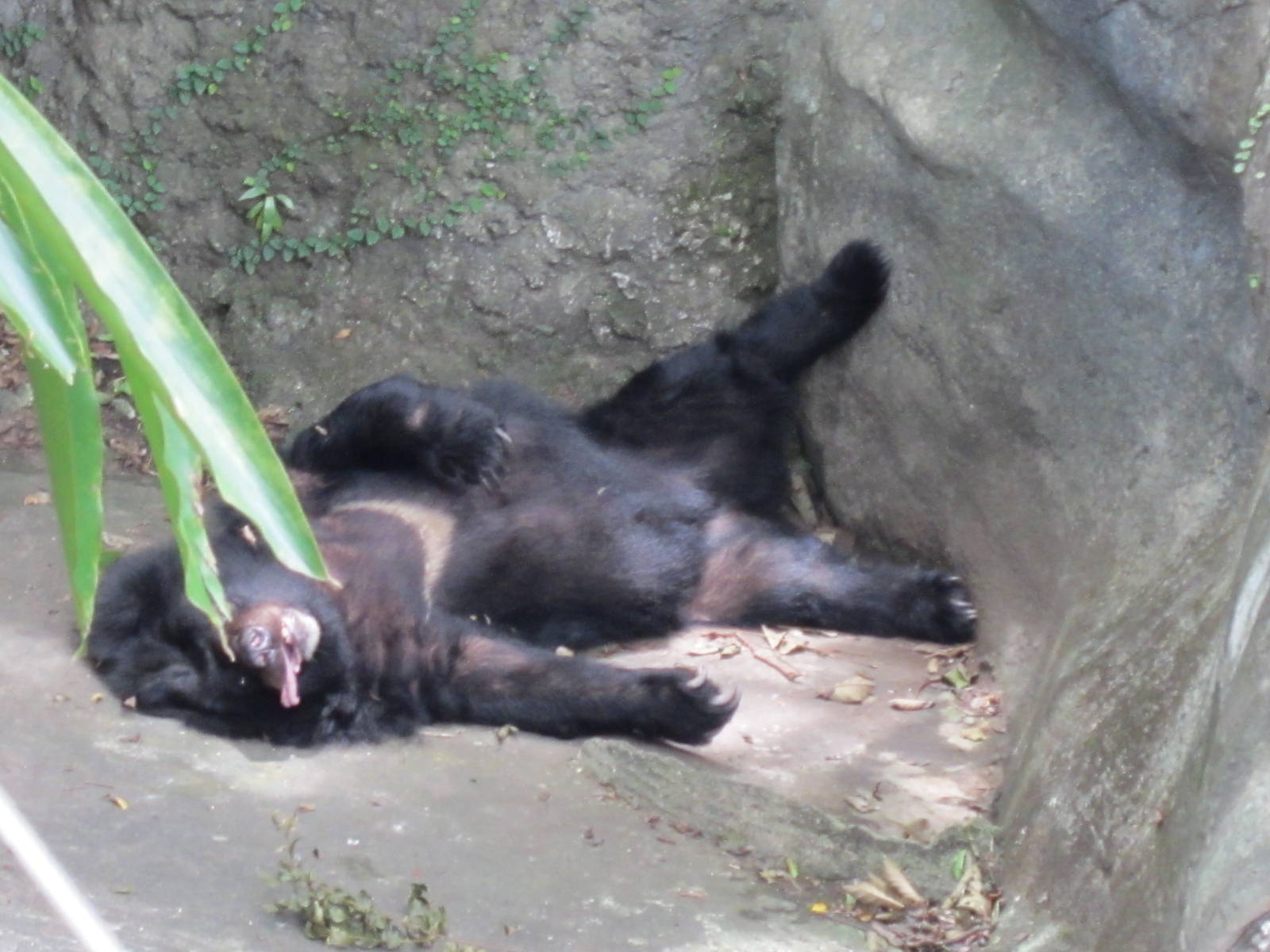 Formosan black bear