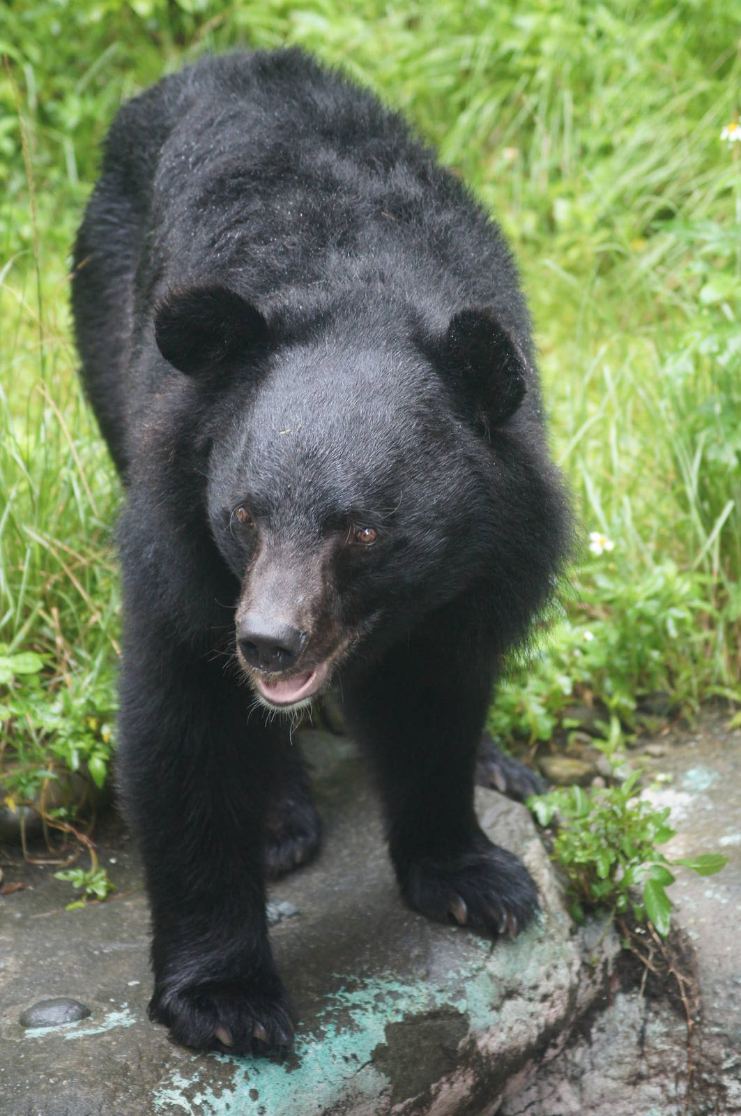 Formosan black bear